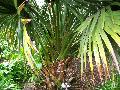 Bermuda Palmetto, Bibby Tree / Sabal bermudana